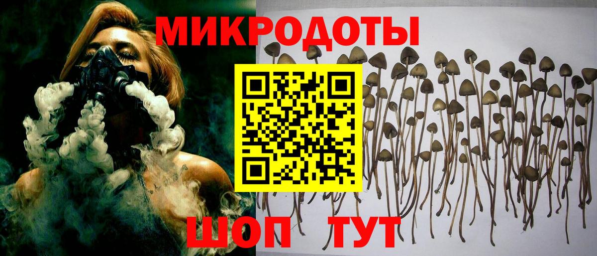 Псилоцибиновые грибы Cubensis  Вход с VPN  Горно-Алтайск 